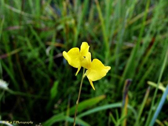 {Utricularia juncea}